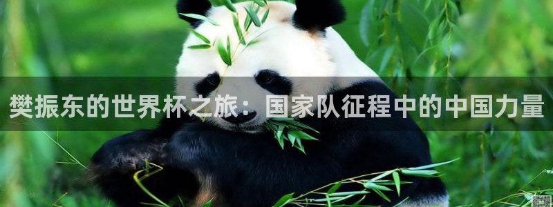 今年的世界杯：樊振东的世界杯之旅：国家队征程中的中国力量