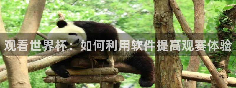 2026世界杯赛程：观看世界杯：如何利用软件提高观赛体验