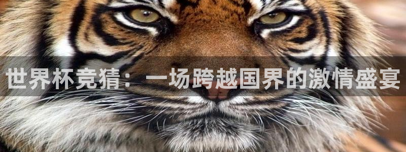 世界杯 直播：世界杯竞猜：一场跨越国界的激情盛宴