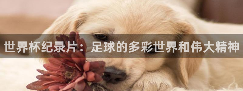 足球世界杯预选赛：世界杯纪录片：足球的多彩世界和伟大精神
